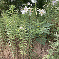 Img_7536