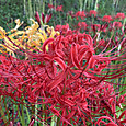 Img_8064
