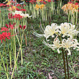 Img_8066
