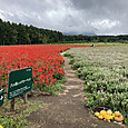Img_8098