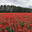Img_8100