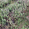 Img_8102